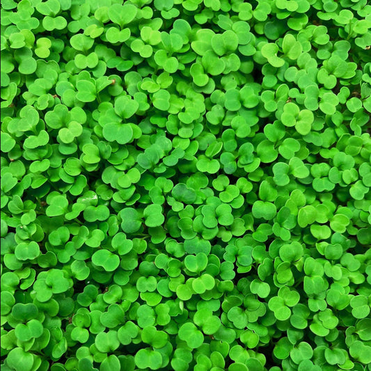 Arugula Microgreens