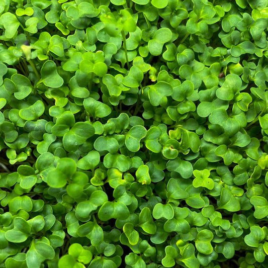 Broccoli Microgreens