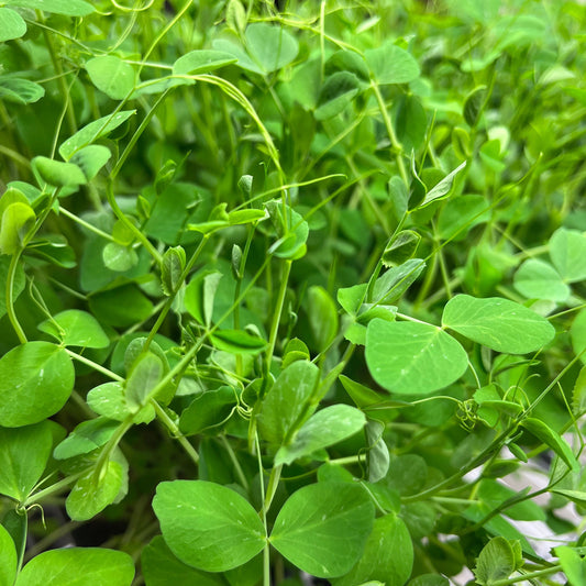 Pea Shoot Microgreens