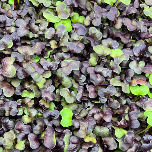 Radish Microgreens